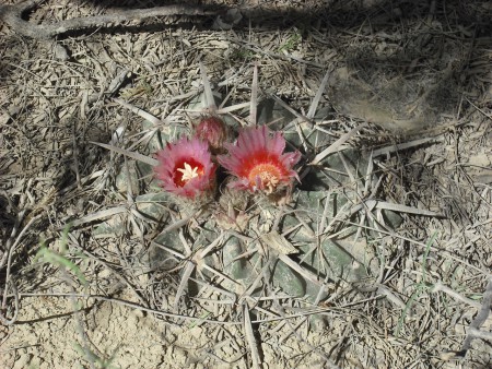 Manca caballo (Echinocactus texensis)