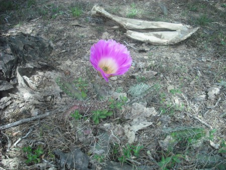 Alicoche (Echinocereus berlandieri)