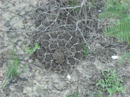 Víbora de cascabel (Crotalus atrox) Protección Especial