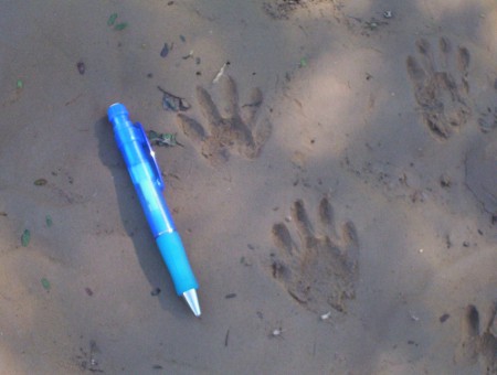 Huellas de mapache (Procyon lotor) 