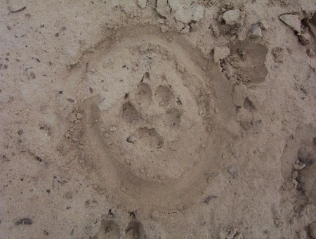 Huella de coyote (Canis latrans)