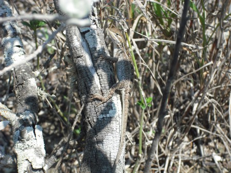 Lagarto de mezquite(Sceloporus  grammicus) Protección especial