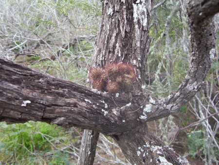 Escobaria (Escobaria emskoetteriana)