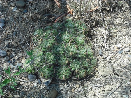 Biznaga esférica (Mammillaria sphaerica)