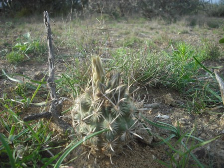 Cactus anzuelo (Sclerocactus scheeri)
