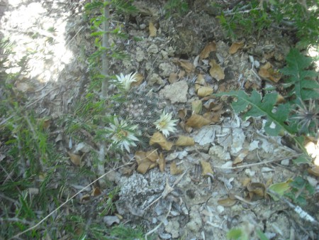 Biznaga de chilitos (Mammillaria heyderi)