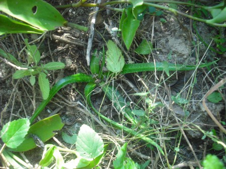 Manfreda (Manfreda longiflora) Amenazada