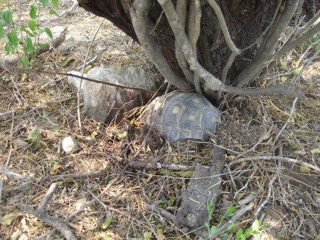 Galapago tamaulipeco (Gopherus berlandieri) Amenazada
