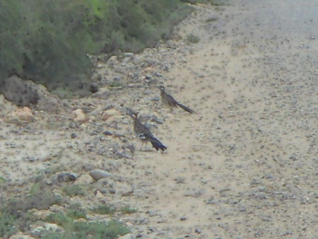 Correcaminos (Geococcyx californianus)