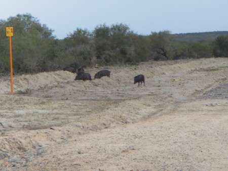 Jabalí (Tayassu tajacu)
